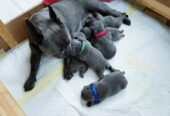 french bulldog puppies solid blue 5dcfcc6b0842f
