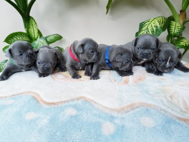 french bulldog puppies solid blue 5dda9acbecca6