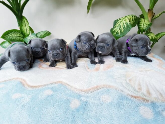 french bulldog puppies solid blue 5dda9acc7c5b3
