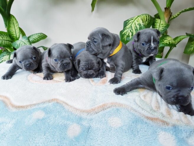 french bulldog puppies solid blue 5dda9ad0e2f35