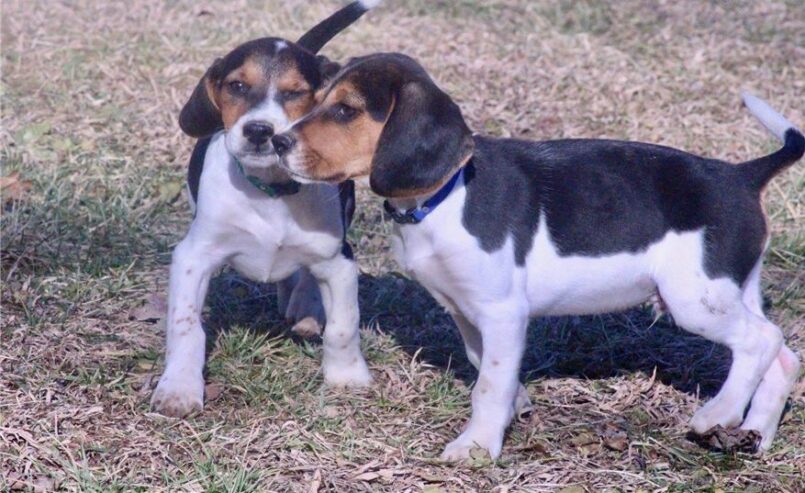 KC Tri Color Beagle Puppies For Sale Now