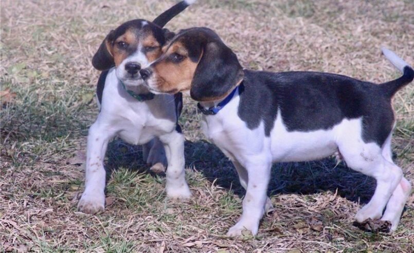 kc registered beagle puppies for sale