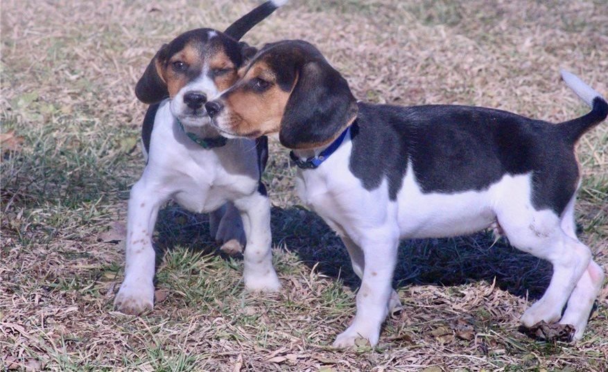 beagle puppies for