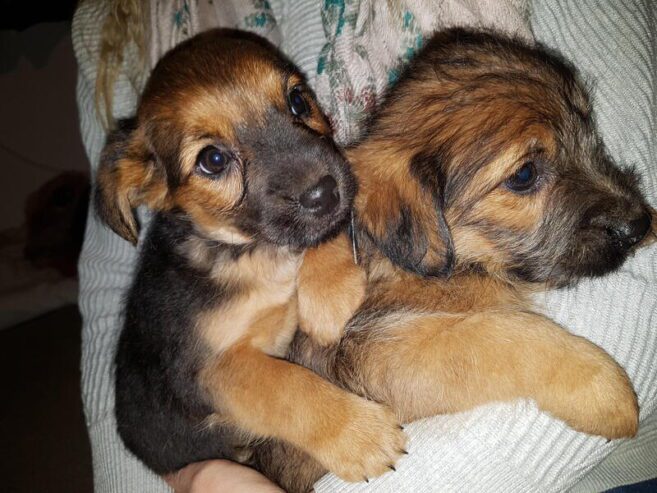 border-terrier-puppys-729871-1_800X600