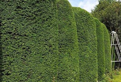 hedge-trimming_480x271